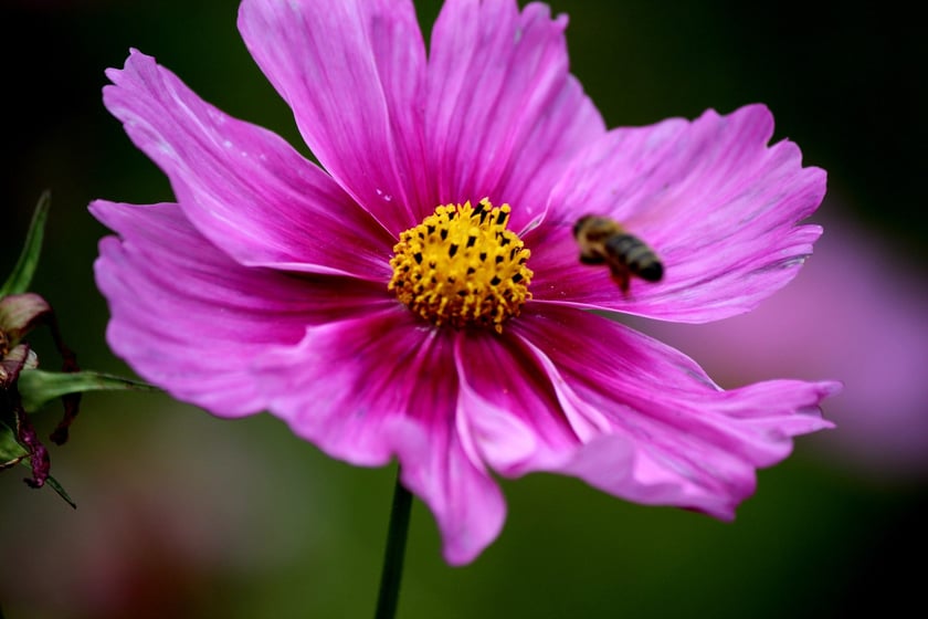 W Ogrodzie Botanicznym UWr we Wrocławiu, wrzesień 2025