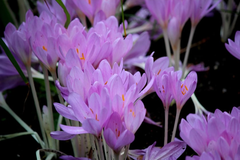 W Ogrodzie Botanicznym UWr we Wrocławiu, wrzesień 2025