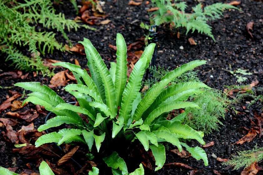 W Ogrodzie Botanicznym UWr we Wrocławiu, wrzesień 2025