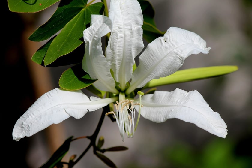 W Ogrodzie Botanicznym UWr we Wrocławiu, wrzesień 2025
