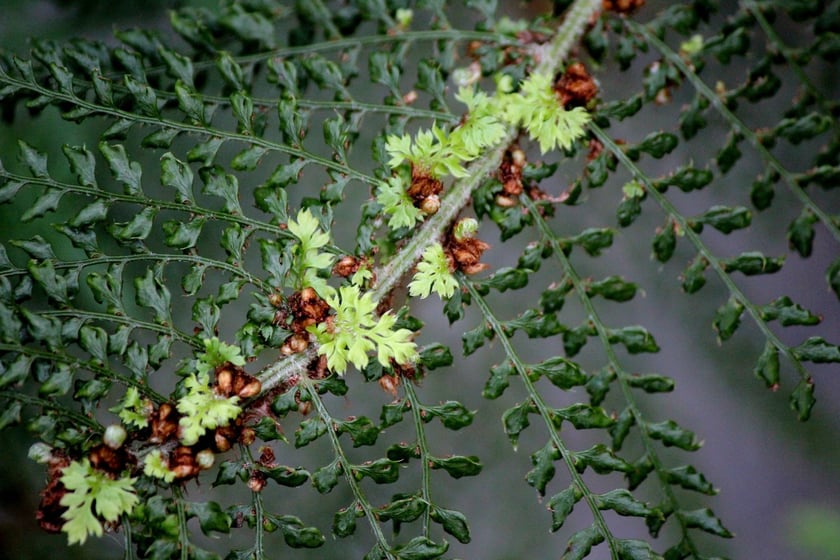 W Ogrodzie Botanicznym UWr we Wrocławiu, wrzesień 2025