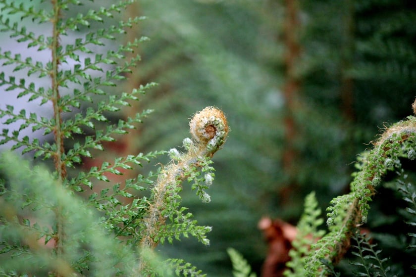 W Ogrodzie Botanicznym UWr we Wrocławiu, wrzesień 2025