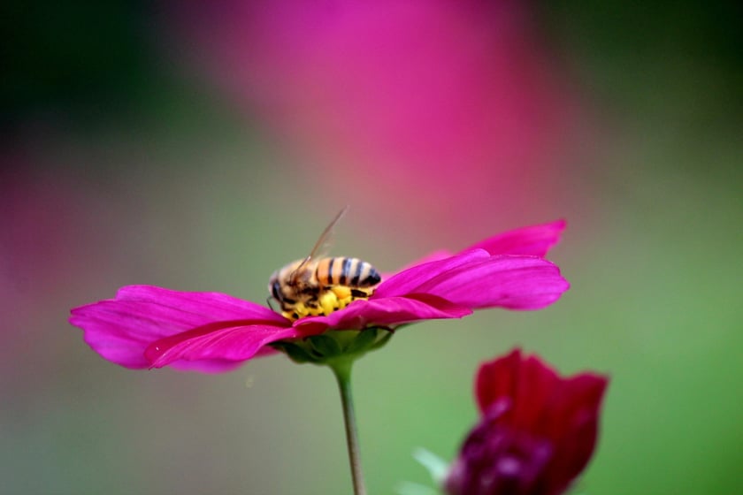 W Ogrodzie Botanicznym UWr we Wrocławiu, wrzesień 2025