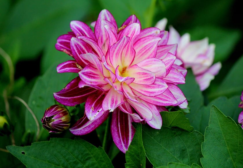 W Ogrodzie Botanicznym UWr we Wrocławiu, wrzesień 2025