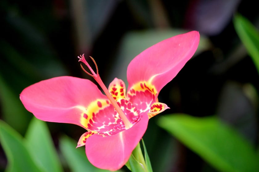 W Ogrodzie Botanicznym UWr we Wrocławiu, wrzesień 2025