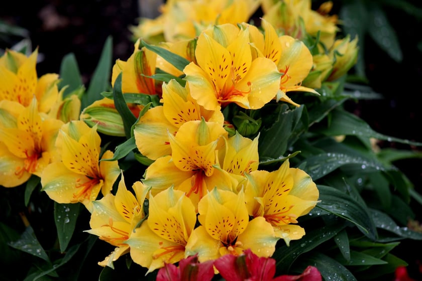 W Ogrodzie Botanicznym UWr we Wrocławiu, wrzesień 2025