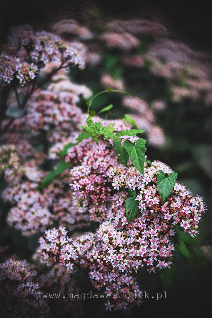 Rośliny w Arboretum Wojsławice, wrzesień 2025