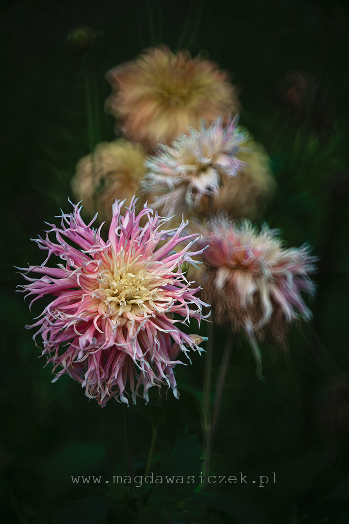 Rośliny w Arboretum Wojsławice, wrzesień 2025