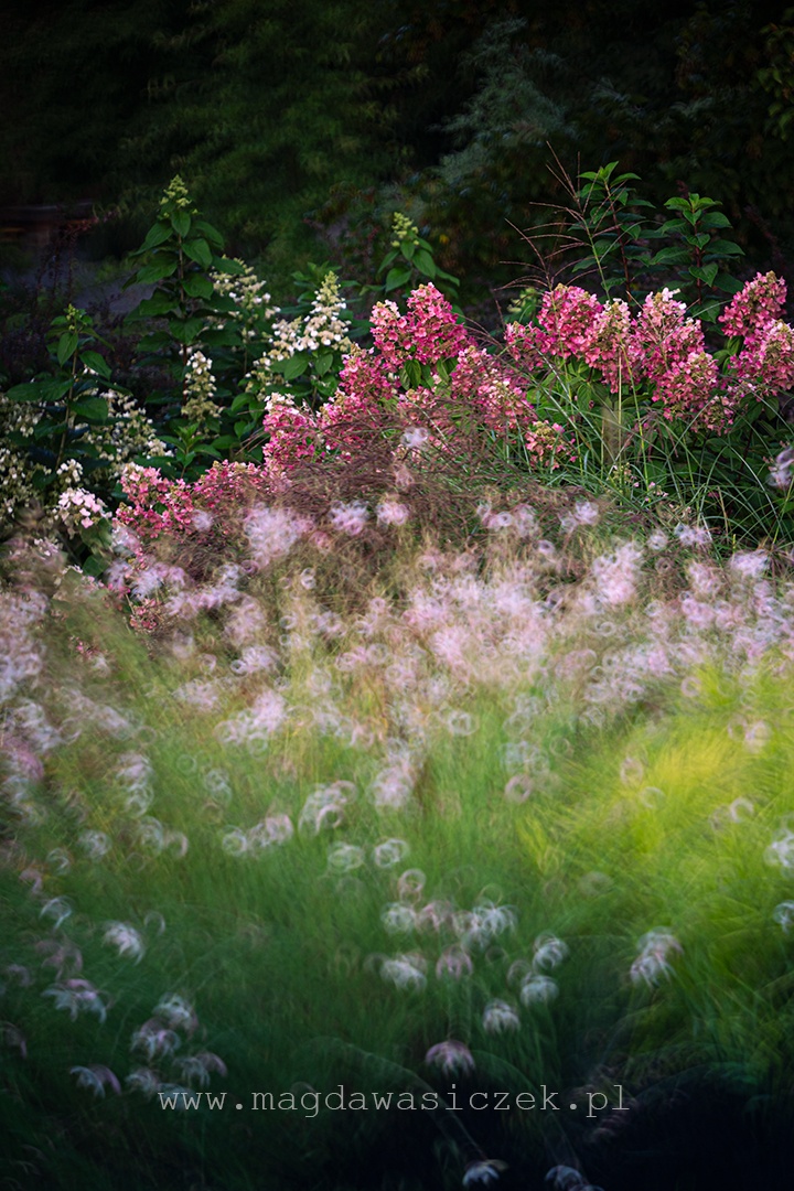 Rośliny w Arboretum Wojsławice, wrzesień 2025