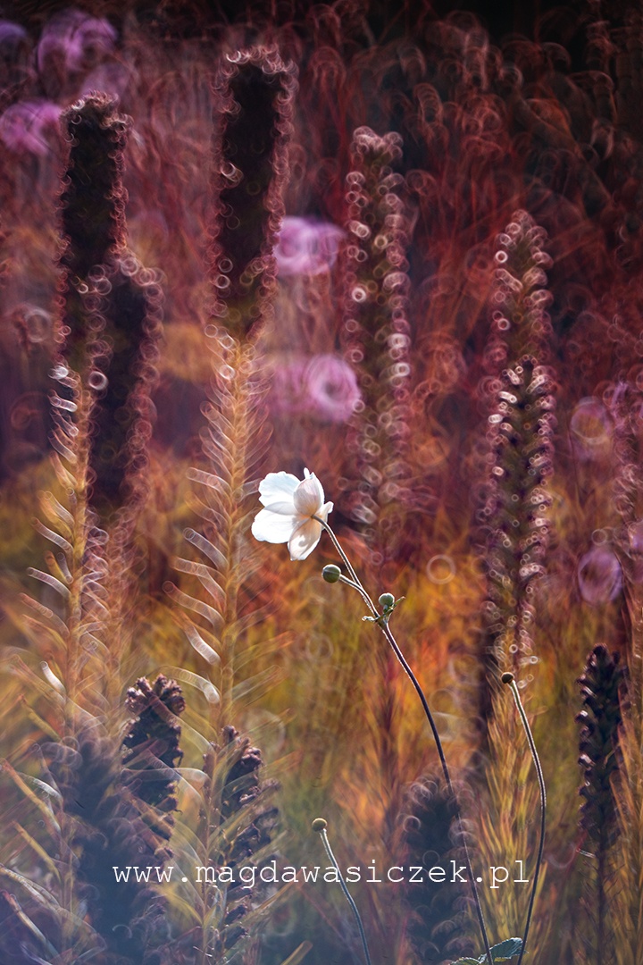 Rośliny w Arboretum Wojsławice, wrzesień 2025