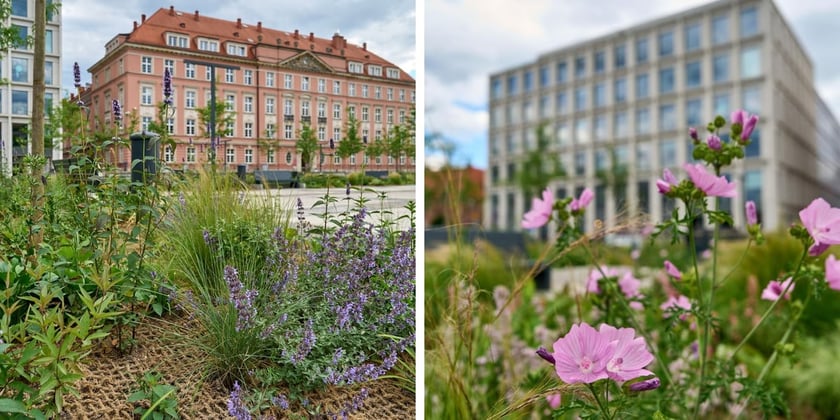 Nowy Targ po zmianie