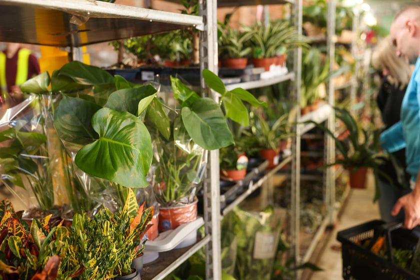 Festiwal Roślin w Czasoprzestrzeni