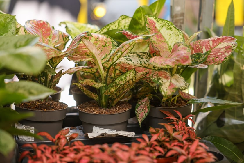 Festiwal Roślin w Czasoprzestrzeni