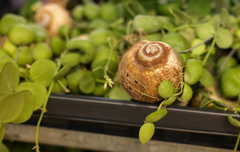 Festiwal Roślin w Czasoprzestrzeni