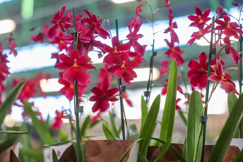 Festiwal Roślin w Czasoprzestrzeni