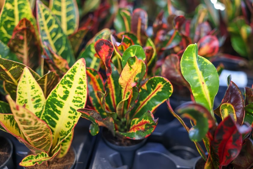 Festiwal Roślin w Czasoprzestrzeni