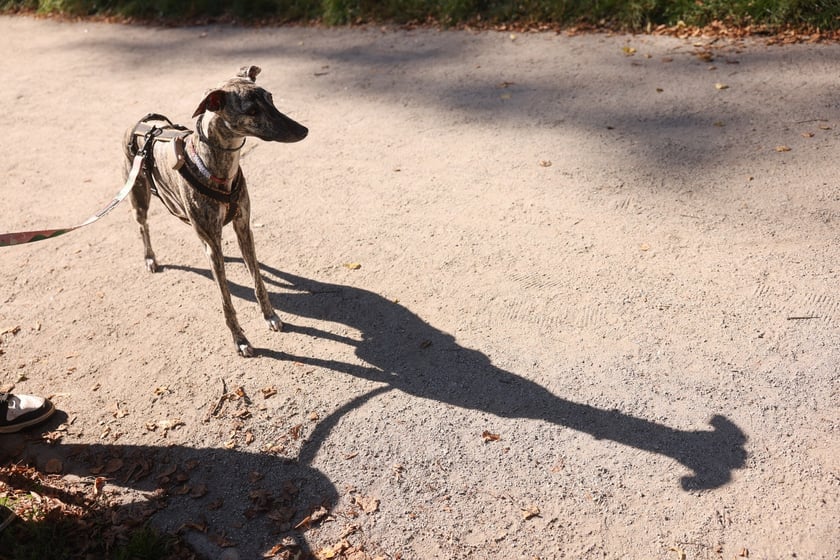 Great Global Greyhound Walk 2025 we Wrocławiu, 28.09.2025 r.