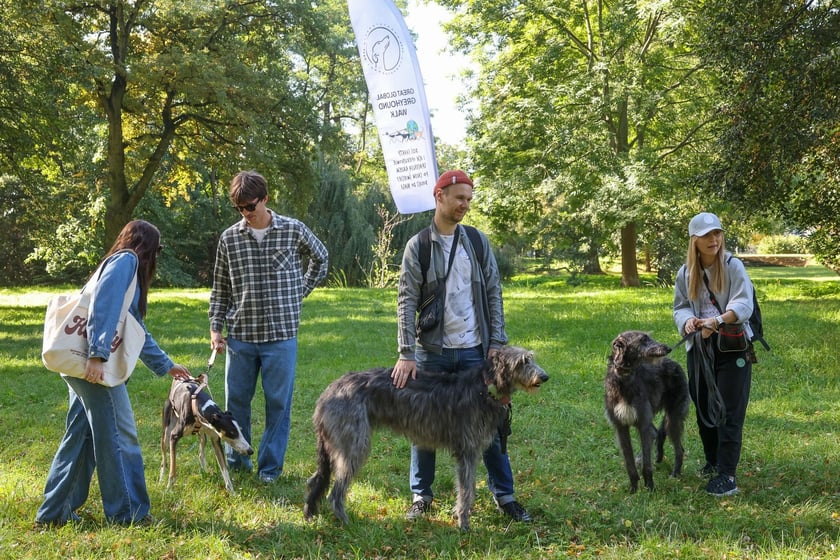Great Global Greyhound Walk 2025 we Wrocławiu, 28.09.2025 r.