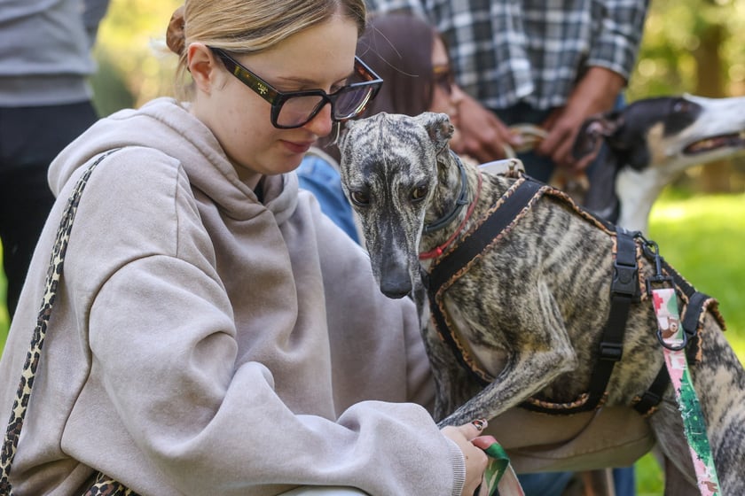 Great Global Greyhound Walk 2025 we Wrocławiu, 28.09.2025 r.