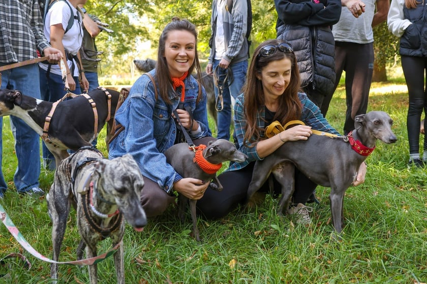 Great Global Greyhound Walk 2025 we Wrocławiu, 28.09.2025 r.