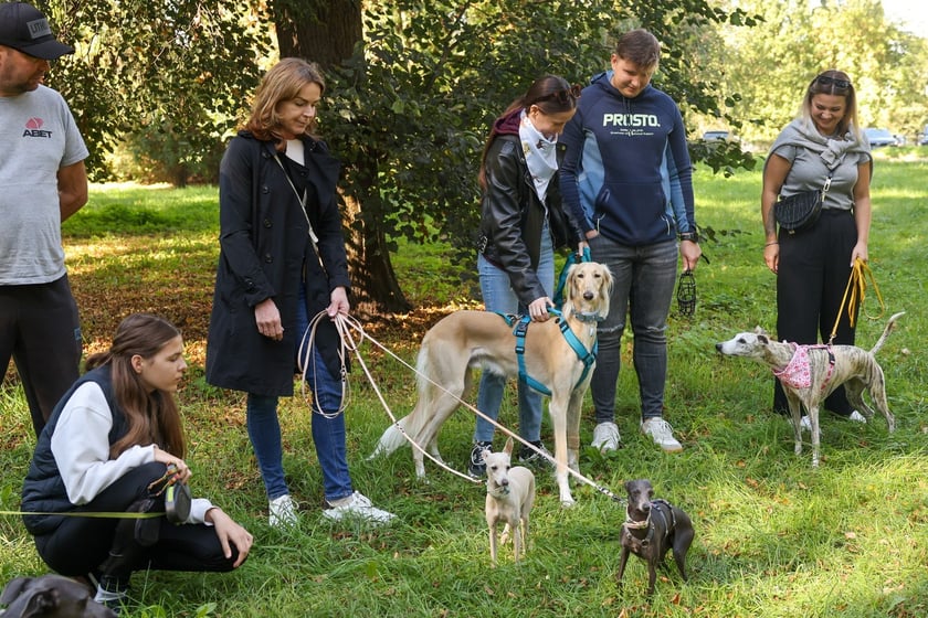 Great Global Greyhound Walk 2025 we Wrocławiu, 28.09.2025 r.