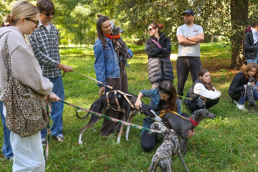 Great Global Greyhound Walk 2025 we Wrocławiu, 28.09.2025 r.