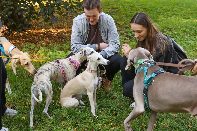 Great Global Greyhound Walk 2025 we Wrocławiu, 28.09.2025 r.
