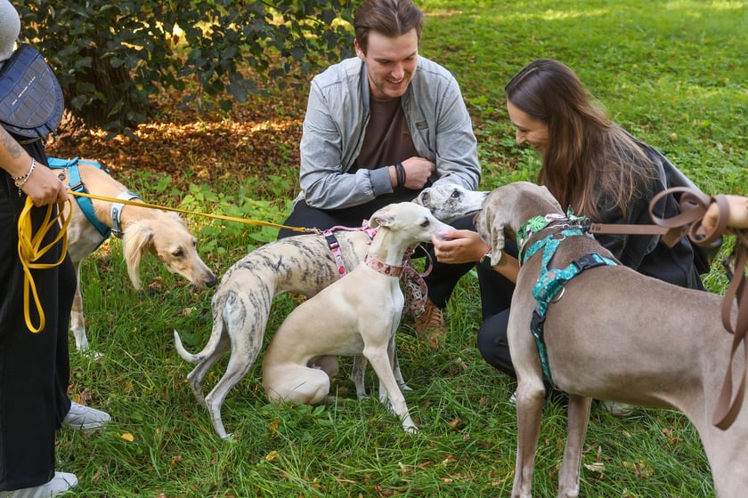 Great Global Greyhound Walk 2025 we Wrocławiu, 28.09.2025 r.