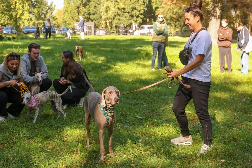 Great Global Greyhound Walk 2025 we Wrocławiu, 28.09.2025 r.