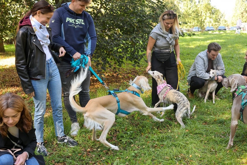 Great Global Greyhound Walk 2025 we Wrocławiu, 28.09.2025 r.
