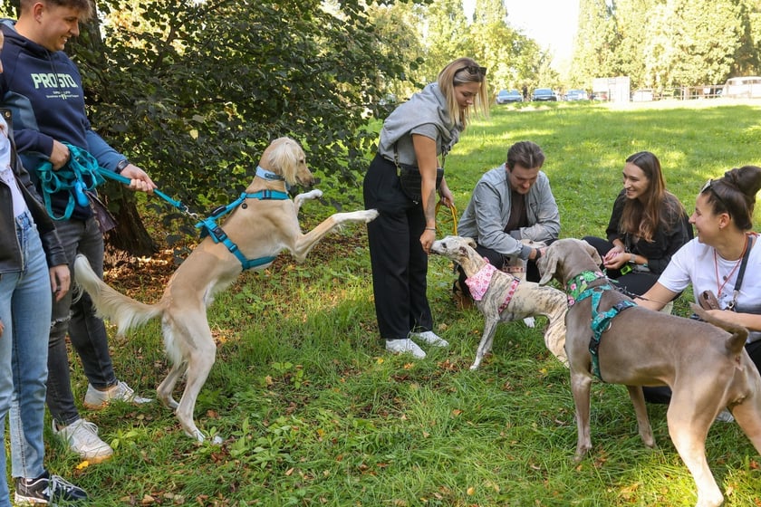 Great Global Greyhound Walk 2025 we Wrocławiu, 28.09.2025 r.