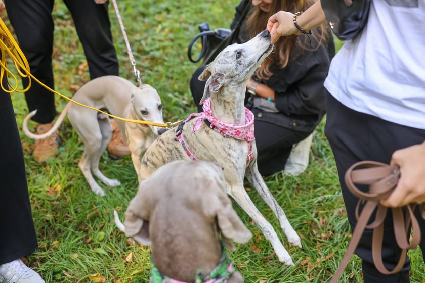 Great Global Greyhound Walk 2025 we Wrocławiu, 28.09.2025 r.
