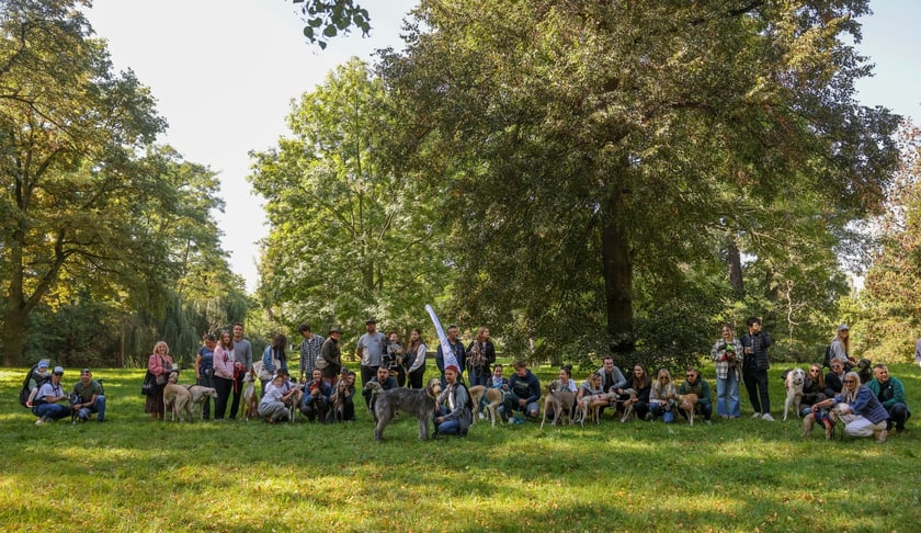 Great Global Greyhound Walk 2025 we Wrocławiu, 28.09.2025 r.