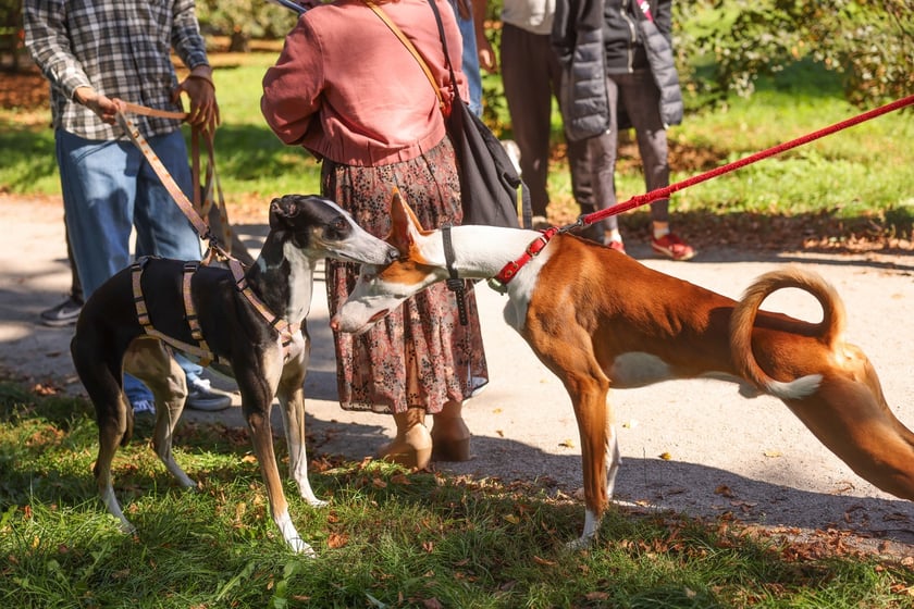 Great Global Greyhound Walk 2025 we Wrocławiu, 28.09.2025 r.