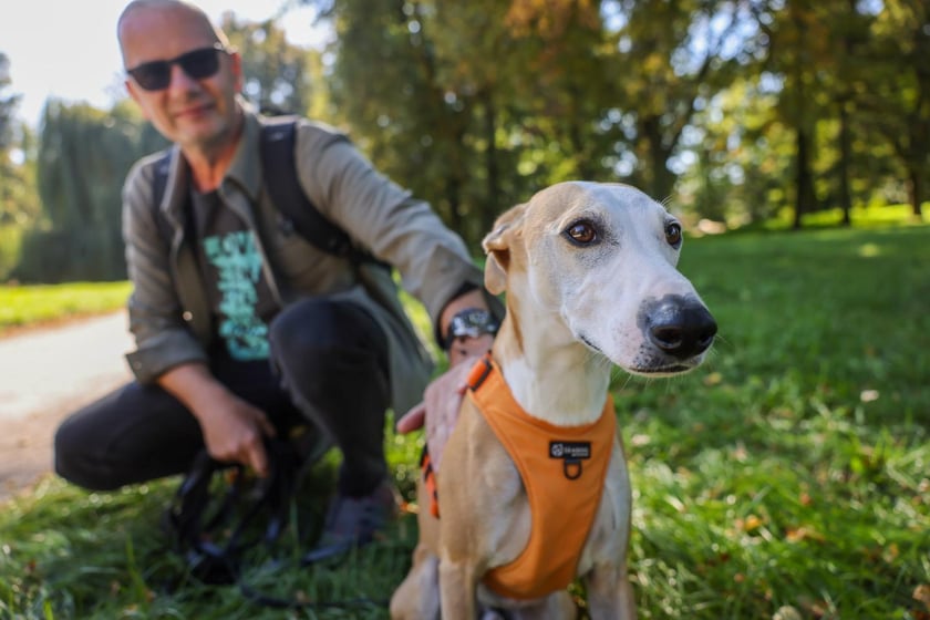 Great Global Greyhound Walk 2025 we Wrocławiu, 28.09.2025 r.