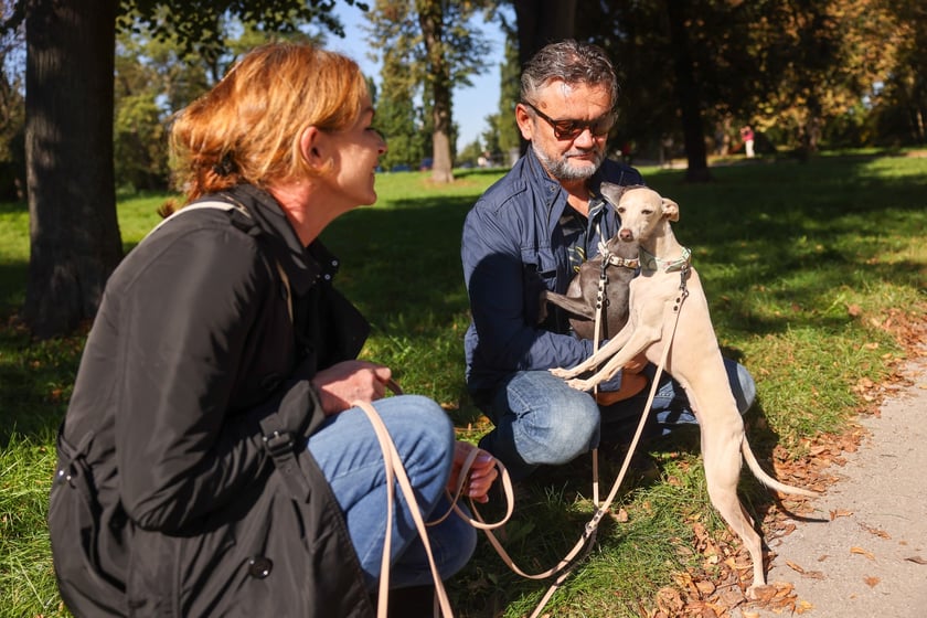 Great Global Greyhound Walk 2025 we Wrocławiu, 28.09.2025 r.