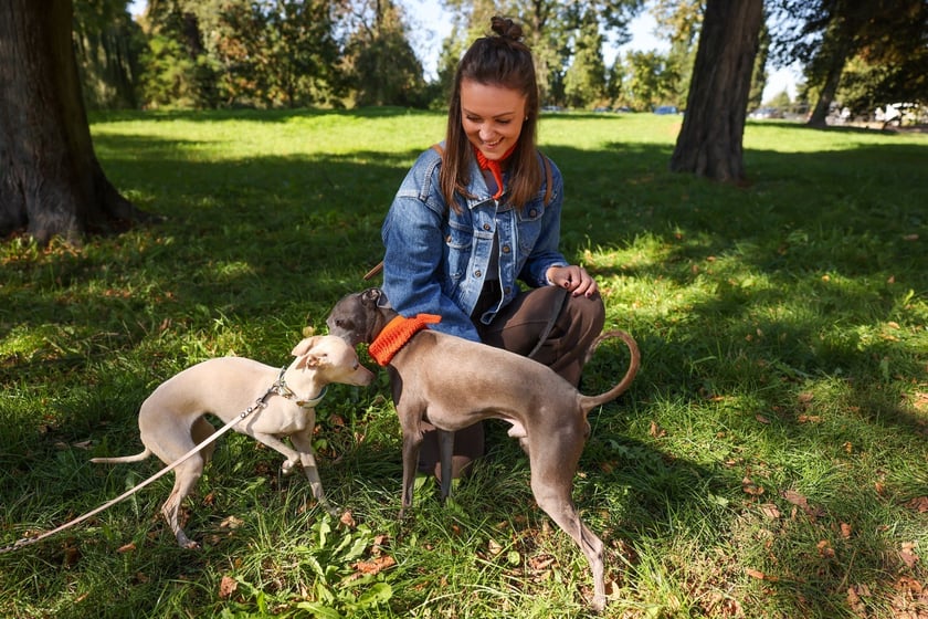 Great Global Greyhound Walk 2025 we Wrocławiu, 28.09.2025 r.