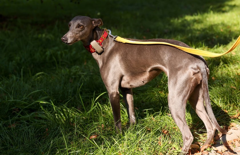Great Global Greyhound Walk 2025 we Wrocławiu, 28.09.2025 r.