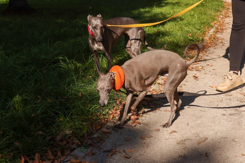 Great Global Greyhound Walk 2025 we Wrocławiu, 28.09.2025 r.