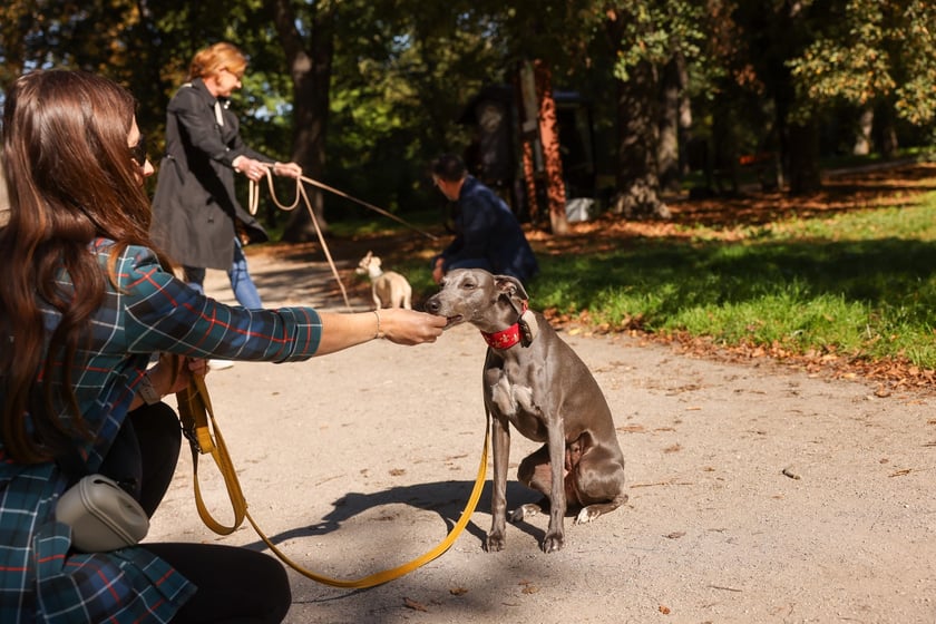 Great Global Greyhound Walk 2025 we Wrocławiu, 28.09.2025 r.