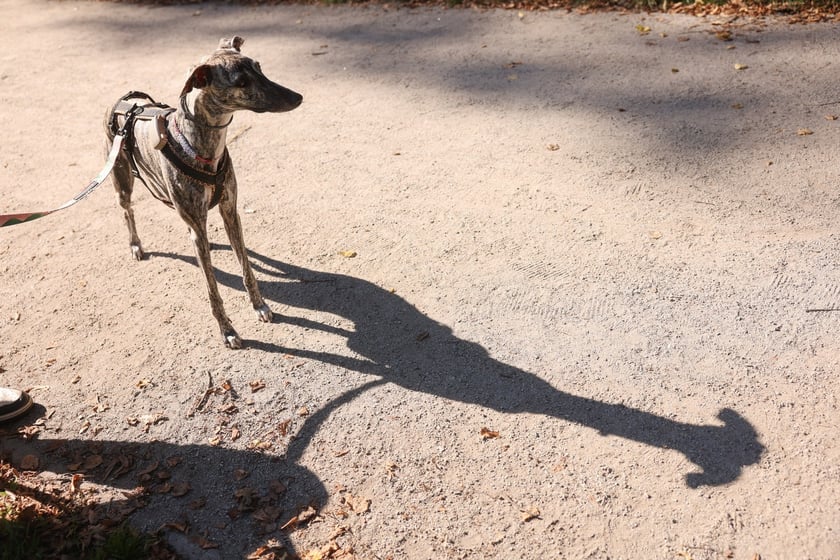 Great Global Greyhound Walk 2025 we Wrocławiu, 28.09.2025 r.