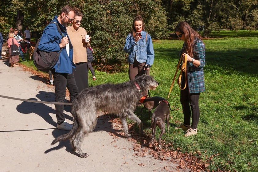 Great Global Greyhound Walk 2025 we Wrocławiu, 28.09.2025 r.
