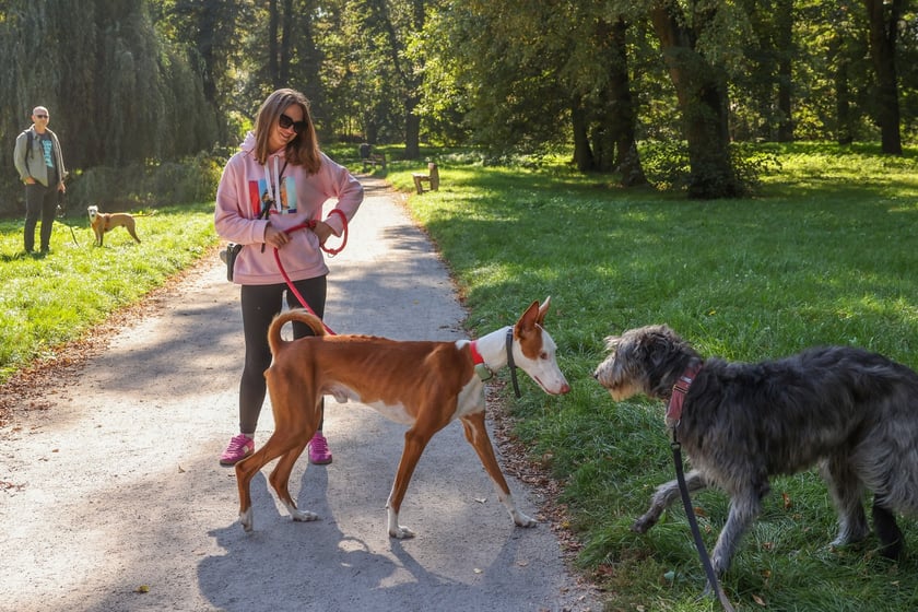 Great Global Greyhound Walk 2025 we Wrocławiu, 28.09.2025 r.