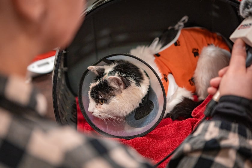 Kotka otrzymała 18 postrzał&oacute;w śrutem