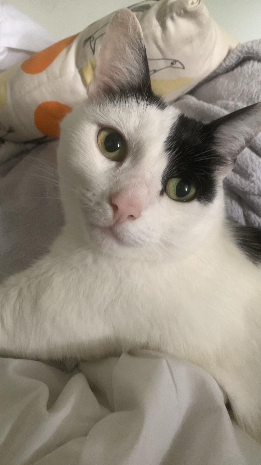 Pepsi przed postrzałem śrutem