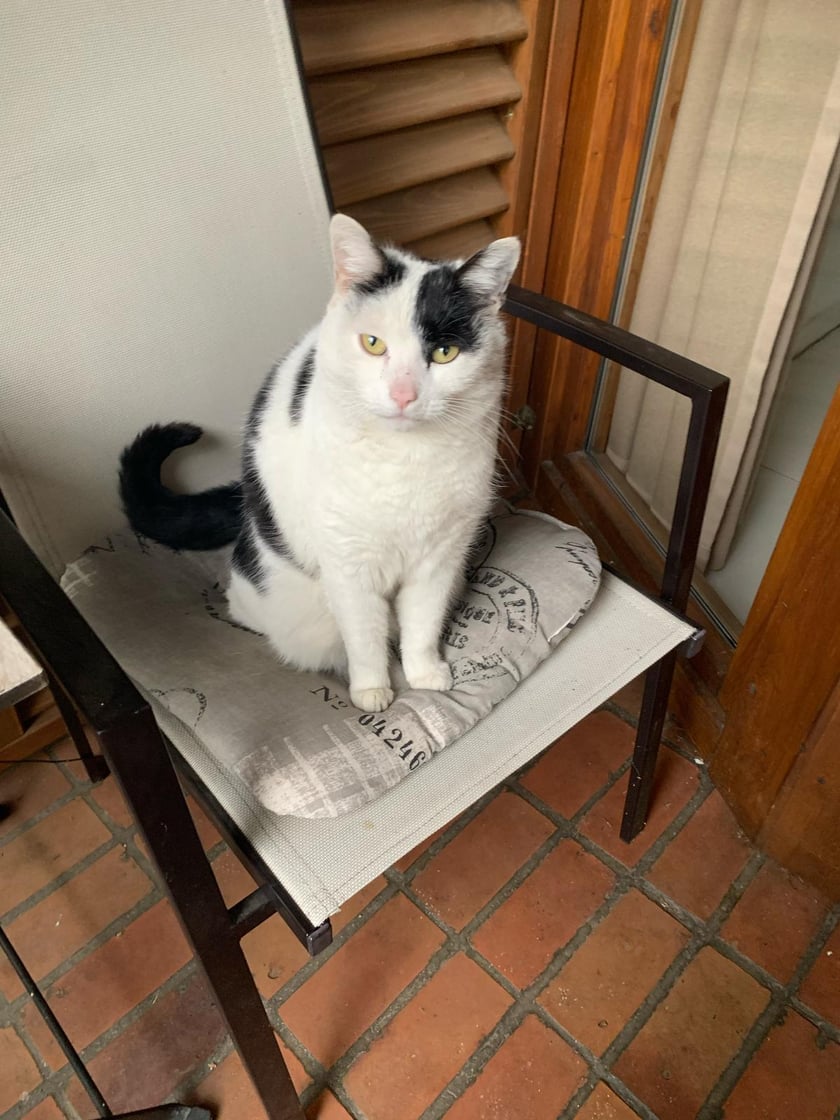 Pepsi przed postrzałem śrutem