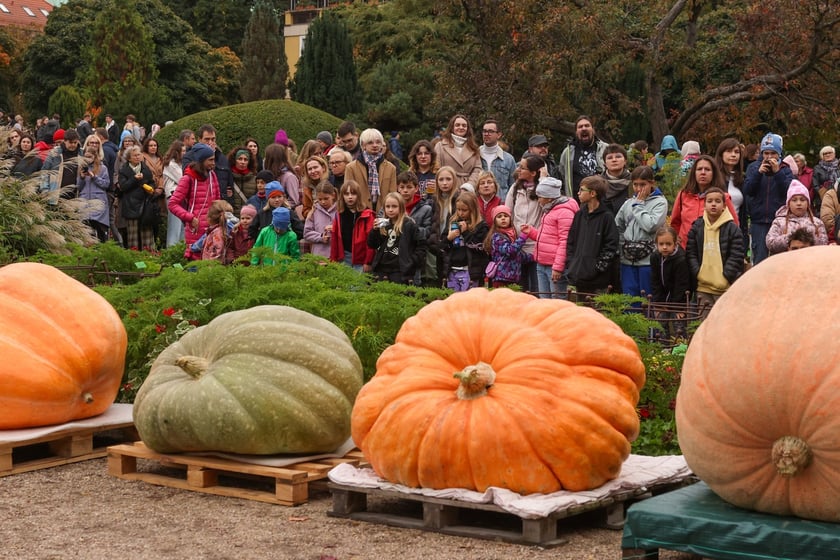 Festiwal Dyni w Ogrodzie Botanicznym 2025