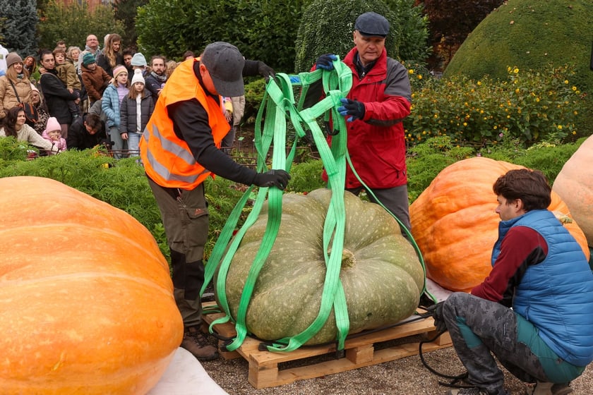Festiwal Dyni w Ogrodzie Botanicznym 2025