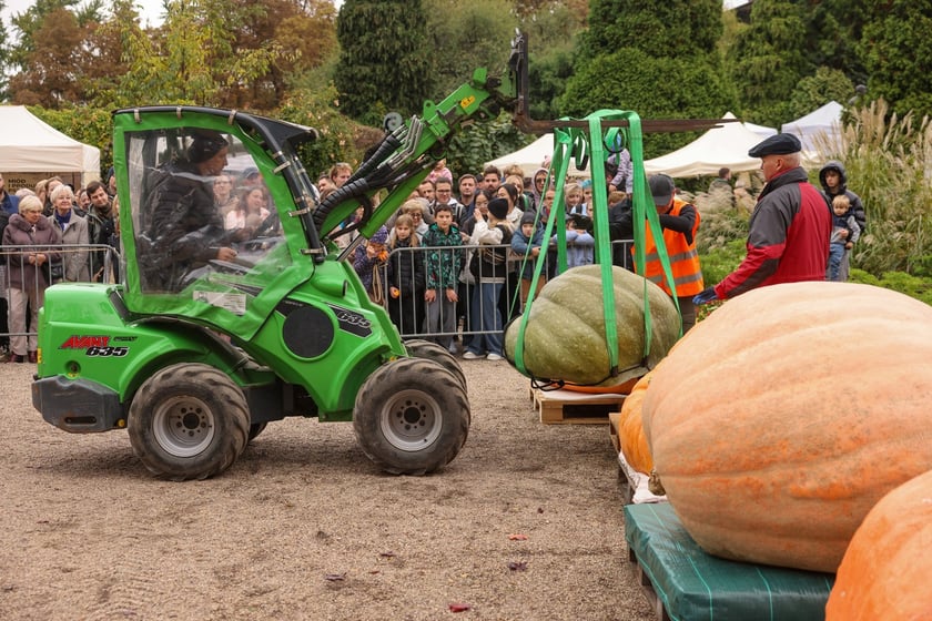 Festiwal Dyni w Ogrodzie Botanicznym 2025