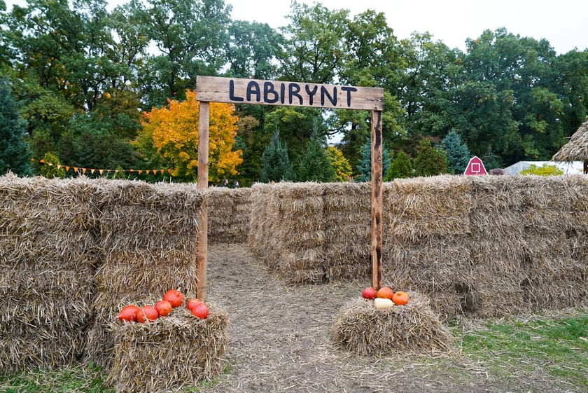 Farma Dyniowa we Wrocławiu
